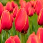 Edgy Reds Tulip Mix – Tulip Kung Fu & World’s Favourite Bulbs Ready for Planting Now in UK Autumn Outdoor Gardens