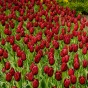 Crispy Velvet: Tulip Mix 8 Flower Bulbs Ready for Planting Now in UK Autumn Outdoor Gardens