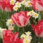 Lady Lisa: Tulip & Daffodil Mix 16 Bulbs Ready for Planting Now in UK Autumn Outdoor Gardens
