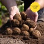 Potato & Vegetable Fertiliser - NPK 14-10-18 with Magnesium & Sulphur - Crop Feed for Seed Potatoes, Root Vegetables & Healthy Growth