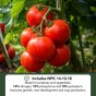 Potato & Vegetable Fertiliser - NPK 14-10-18 with Magnesium & Sulphur - Crop Feed for Seed Potatoes, Root Vegetables & Healthy Growth