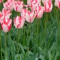 Tulip Triumph Beauty Trend 6 Bulbs Ready for Planting Now in UK Autumn Outdoor Gardens