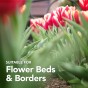Dwarf Daffodil and Tulip Bulbs - Rockery Mixed (180 bulbs)
