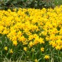 Garden with Jonny Narcissus Jetfire 10 Bulbs