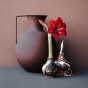 Amaryllis Red Gift Box