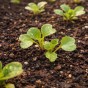 Super Greens & Leafy Harvest Bundle 5 Pack Vegetable Seed Collection (Lettuce Mesclun Mix, Swiss Chard Rainbow Mix, Lettuce Parris Island Cos, Pak Choi White Stem, Kale Black Tuscan)