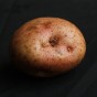 Kerrs Pink Seed Potatoes - 20KG