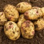 Kestrel 2kg Summer Planting Second Cropping Seed Potatoes (22 Tubers Approx.) By Jamieson Brothers