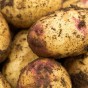 Kestrel 2kg Summer Planting Second Cropping Seed Potatoes (22 Tubers Approx.) By Jamieson Brothers