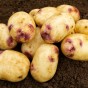 Kestrel 2kg Summer Planting Second Cropping Seed Potatoes (22 Tubers Approx.) By Jamieson Brothers