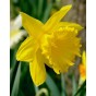 King Alfred Yellow Trumpet Daffodil Bulbs - 3kg net 10/12cm By Jamieson Brothers