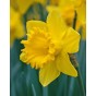 King Alfred Yellow Trumpet Daffodil Bulbs - 3kg net 10/12cm By Jamieson Brothers