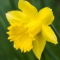 King Alfred Daffodil Bulbs 5kg (Approx. 100 Bulbs) by Jamieson Brothers 