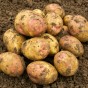 King Edward Seed Potatoes - 20KG