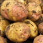 King Edward Seed Potatoes - 2KG