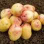 King Edward  Seed Potatoes