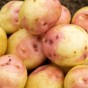 King Edward Seed Potatoes - 20KG