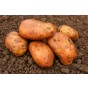Kondor Seed Potatoes 8 Tuber Pack