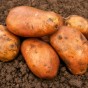 Kondor Seed Potatoes - 2KG net 