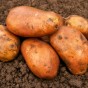 Jamieson Brothers TTS 6 Tuber Pack Kondor
