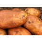 Kondor Seed Potatoes 5 Tuber Pack