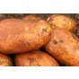Kondor Seed Potatoes 8 Tuber Pack