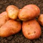 Kondor Seed Potatoes - 2KG net 