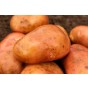 Kondor Seed Potatoes 5 Tuber Pack