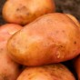 Kondor Seed Potatoes - 2KG net 