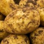 Lady Christl Seed Potatoes - 20KG
