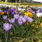Multi-Colour Spring Flowering Lasagne Bulb Planting Kit - Layered Perennial Flower Bulbs for Garden Pots & Containers, Mixed Tulips, Crocus & Alliums – by Jamieson Brothers
