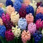 Multi-Colour Spring Flowering Lasagne Bulb Planting Kit - Layered Perennial Flower Bulbs for Garden Pots & Containers, Mixed Tulips, Crocus & Alliums – by Jamieson Brothers