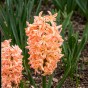 Orange Spring Flowering Lasagne Bulb Planting Kit - Layered Perennial Flower Bulbs for Garden Pots & Containers, Mixed Tulips, Daffodils & Hyacinths – by Jamieson Brothers