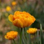 Orange Spring Flowering Lasagne Bulb Planting Kit - Layered Perennial Flower Bulbs for Garden Pots & Containers, Mixed Tulips, Daffodils & Hyacinths – by Jamieson Brothers