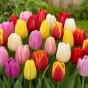 Multi-Colour Spring Flowering Lasagne Bulb Planting Kit - Layered Perennial Flower Bulbs for Garden Pots & Containers, Mixed Tulips, Crocus & Alliums – by Jamieson Brothers