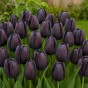 Black/White Spring Flowering Lasagne Bulb Planting Kit - Layered Perennial Flower Bulbs for Garden Pots & Containers, Mixed Tulips, Crocus & Hyacinths – by Jamieson Brothers