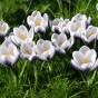 Black/White Spring Flowering Lasagne Bulb Planting Kit - Layered Perennial Flower Bulbs for Garden Pots & Containers, Mixed Tulips, Crocus & Hyacinths – by Jamieson Brothers