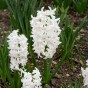 Black/White Spring Flowering Lasagne Bulb Planting Kit - Layered Perennial Flower Bulbs for Garden Pots & Containers, Mixed Tulips, Crocus & Hyacinths – by Jamieson Brothers