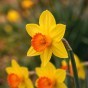 Red Spring Flowering Lasagne Bulb Planting Kit - Layered Perennial Flower Bulbs for Garden Pots & Containers, Mixed Tulips, Daffodils & Hyacinths – by Jamieson Brothers