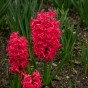 Red Spring Flowering Lasagne Bulb Planting Kit - Layered Perennial Flower Bulbs for Garden Pots & Containers, Mixed Tulips, Daffodils & Hyacinths – by Jamieson Brothers