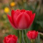 Red Spring Flowering Lasagne Bulb Planting Kit - Layered Perennial Flower Bulbs for Garden Pots & Containers, Mixed Tulips, Daffodils & Hyacinths – by Jamieson Brothers