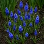 Blue Spring Flowering Lasagne Bulb Planting Kit - Layered Perennial Flower Bulbs for Garden Pots & Containers, Mixed Tulips, Muscari & Hyacinths – by Jamieson Brothers