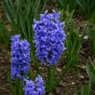 Blue Spring Flowering Lasagne Bulb Planting Kit - Layered Perennial Flower Bulbs for Garden Pots & Containers, Mixed Tulips, Muscari & Hyacinths – by Jamieson Brothers
