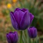 Blue Spring Flowering Lasagne Bulb Planting Kit - Layered Perennial Flower Bulbs for Garden Pots & Containers, Mixed Tulips, Muscari & Hyacinths – by Jamieson Brothers