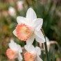Pink Spring Flowering Lasagne Bulb Planting Kit - Layered Perennial Flower Bulbs for Garden Pots & Containers, Mixed Tulips, Daffodils & Hyacinths – by Jamieson Brothers