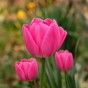 Pink Spring Flowering Lasagne Bulb Planting Kit - Layered Perennial Flower Bulbs for Garden Pots & Containers, Mixed Tulips, Daffodils & Hyacinths – by Jamieson Brothers