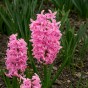 Pink Spring Flowering Lasagne Bulb Planting Kit - Layered Perennial Flower Bulbs for Garden Pots & Containers, Mixed Tulips, Daffodils & Hyacinths – by Jamieson Brothers