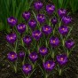 Purple Spring Flowering Lasagne Bulb Planting Kit - Layered Perennial Flower Bulbs for Garden Pots & Containers, Mixed Crocus, Hyacinths & Alliums – by Jamieson Brothers