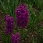 Purple Spring Flowering Lasagne Bulb Planting Kit - Layered Perennial Flower Bulbs for Garden Pots & Containers, Mixed Crocus, Hyacinths & Alliums – by Jamieson Brothers
