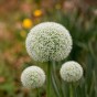 White Spring Flowering Lasagne Bulb Planting Kit - Layered Perennial Flower Bulbs for Garden Pots & Containers, Mixed Snowdrops, Daffodils & Alliums – by Jamieson Brothers